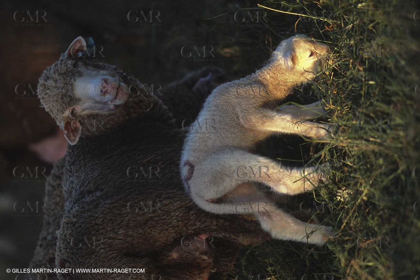 Saint Rémy de Provence (FRA,13) - Sheep stocks migration Fest