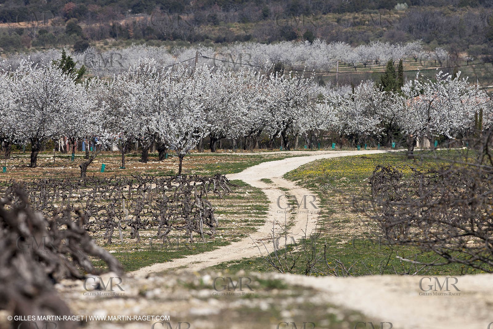 March 30th 2012 - Saint Saturnin les Apt (FRA, 84) - blooming cherry trees