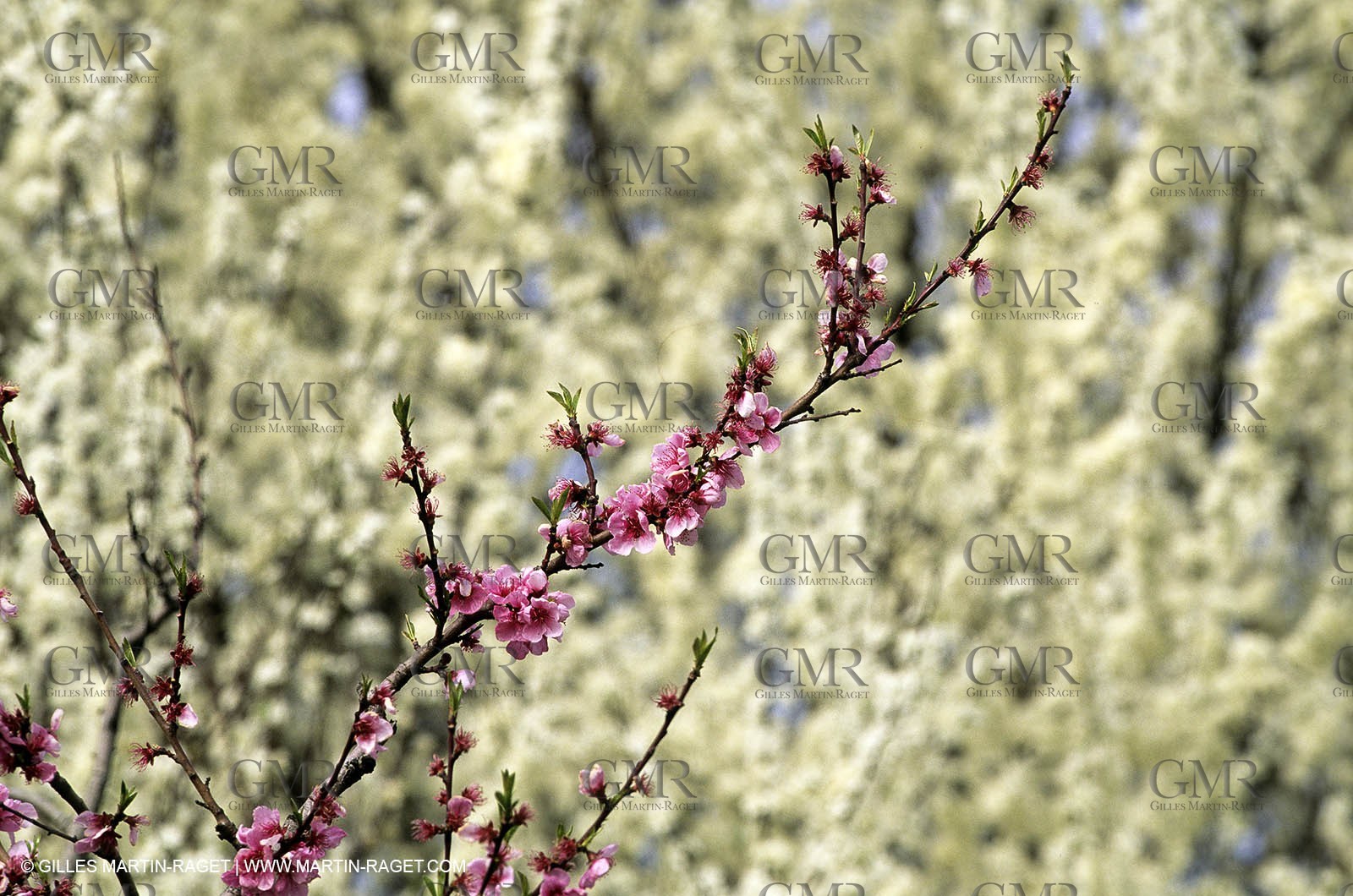 Luberon, Vaucluse (FRA,84) - Fruit trees blooming