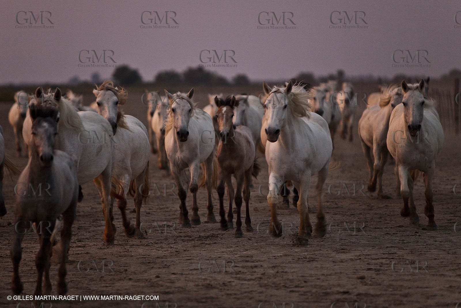 11 07 2010 - Les Saintes Maries de la Mer (FRA,13) - Evocation du Marquis de Baroncelli
