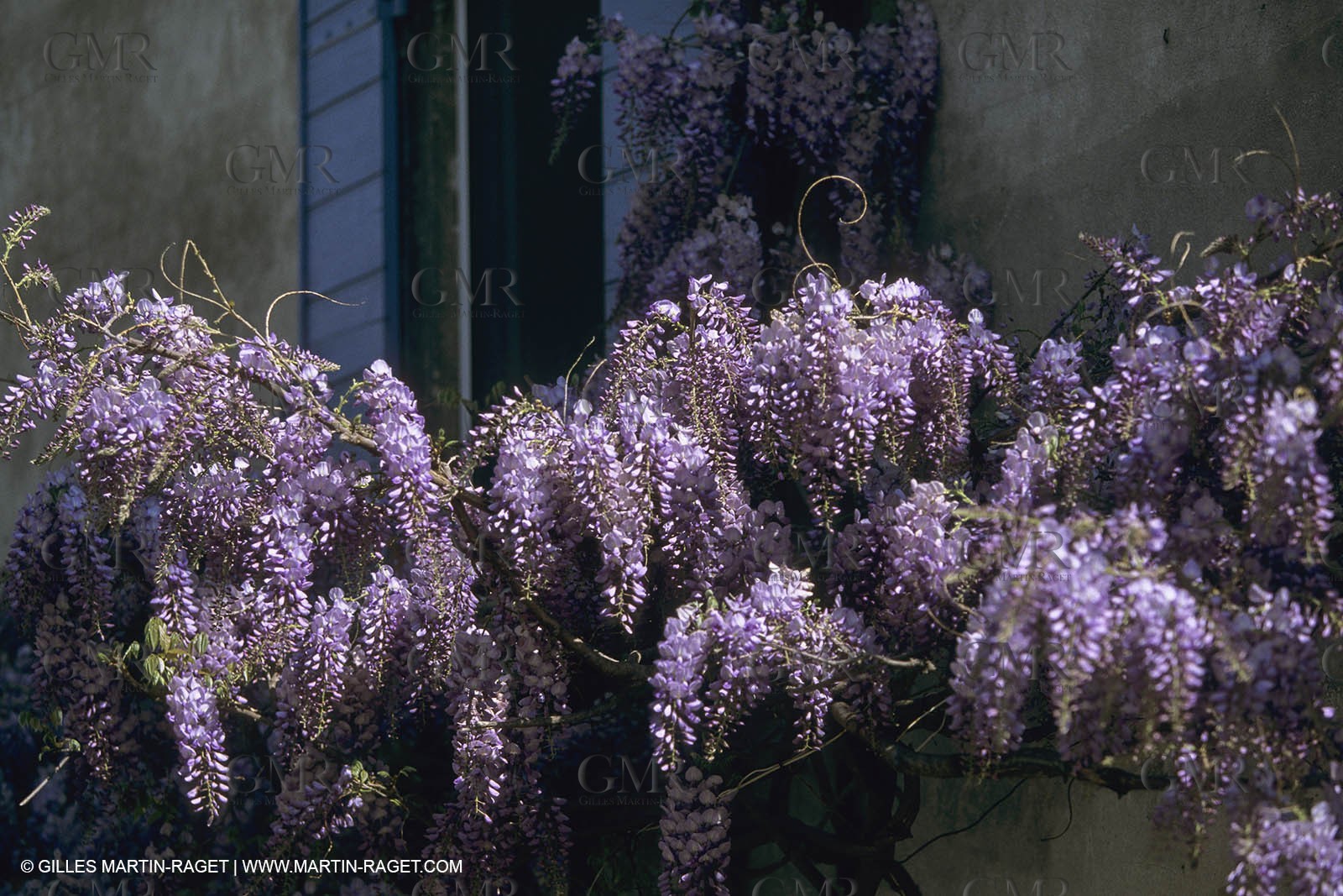 France, Provence, Glyines en fleur
