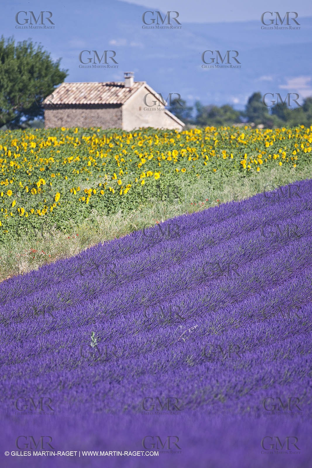 27 06 2011 - Valensole (FRA, 04) - Lavander fields