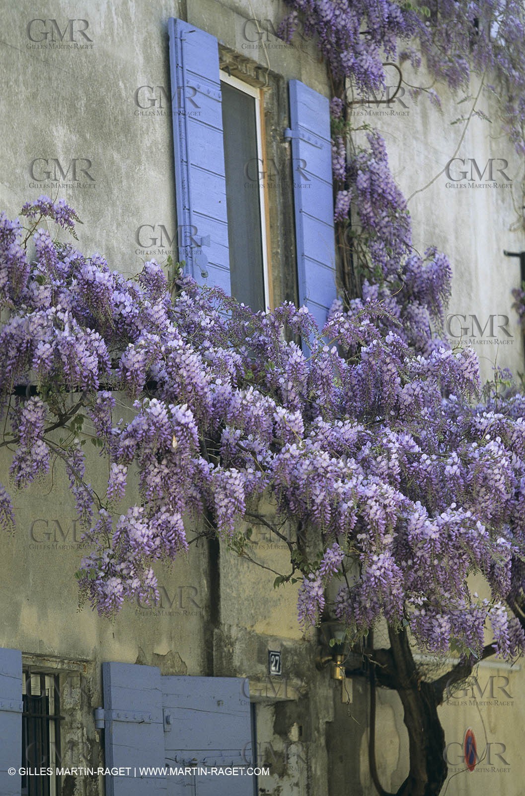 Les Alpilles, Saint Rémy de Provence, (FRA,13) - Glycine in Saint Rémy de Provence