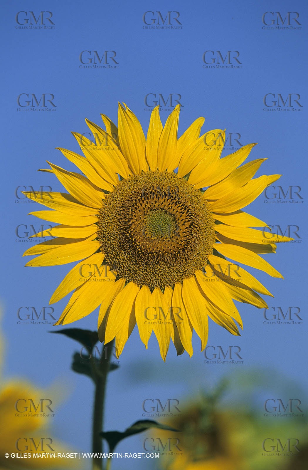 Alpilles (FRA,13) - Sunflower fields