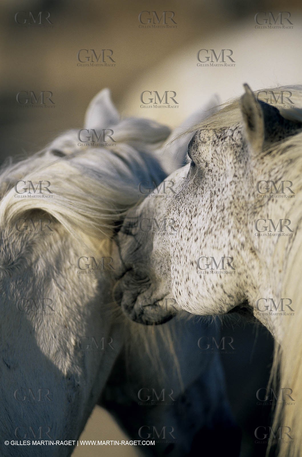 2000-2010- Arles - Les Saintes Maries de la mer (FRA,13) - Camargue horses
