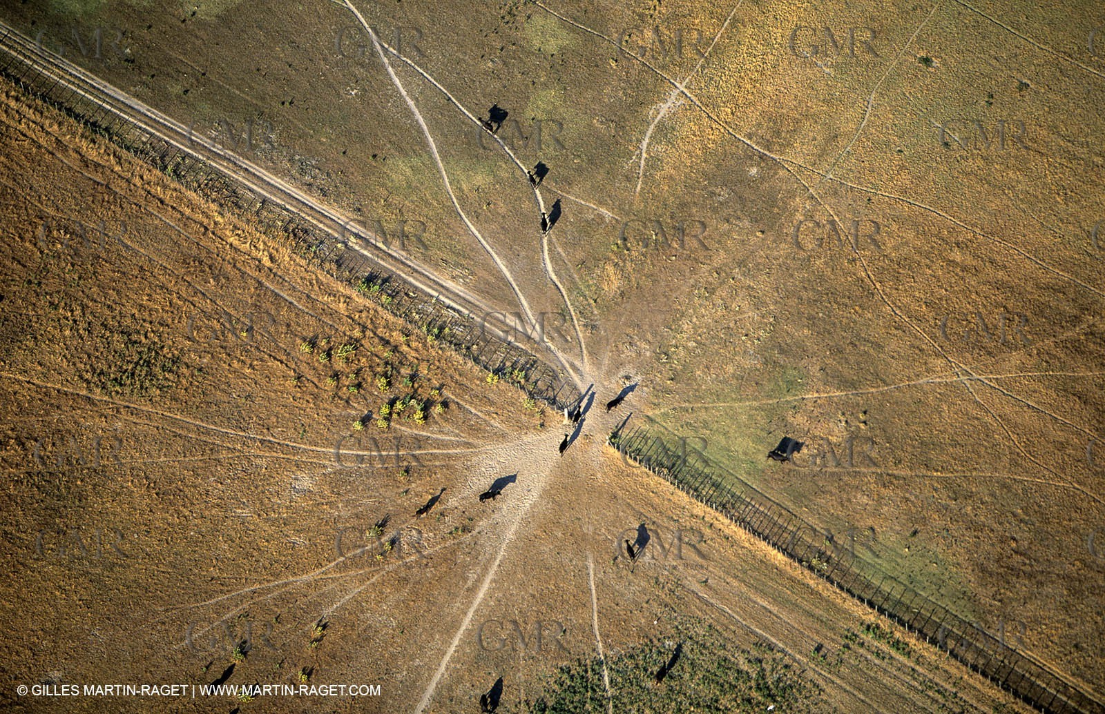 Vigueyrat ponds, camargue bulls