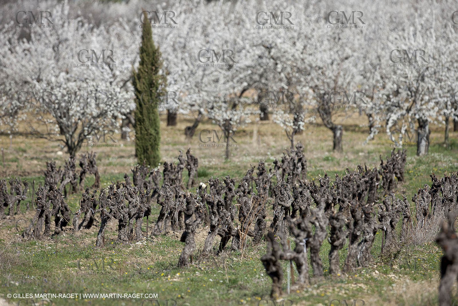 March 30th 2012 - Saint Saturnin les Apt (FRA, 84) - blooming cherry trees