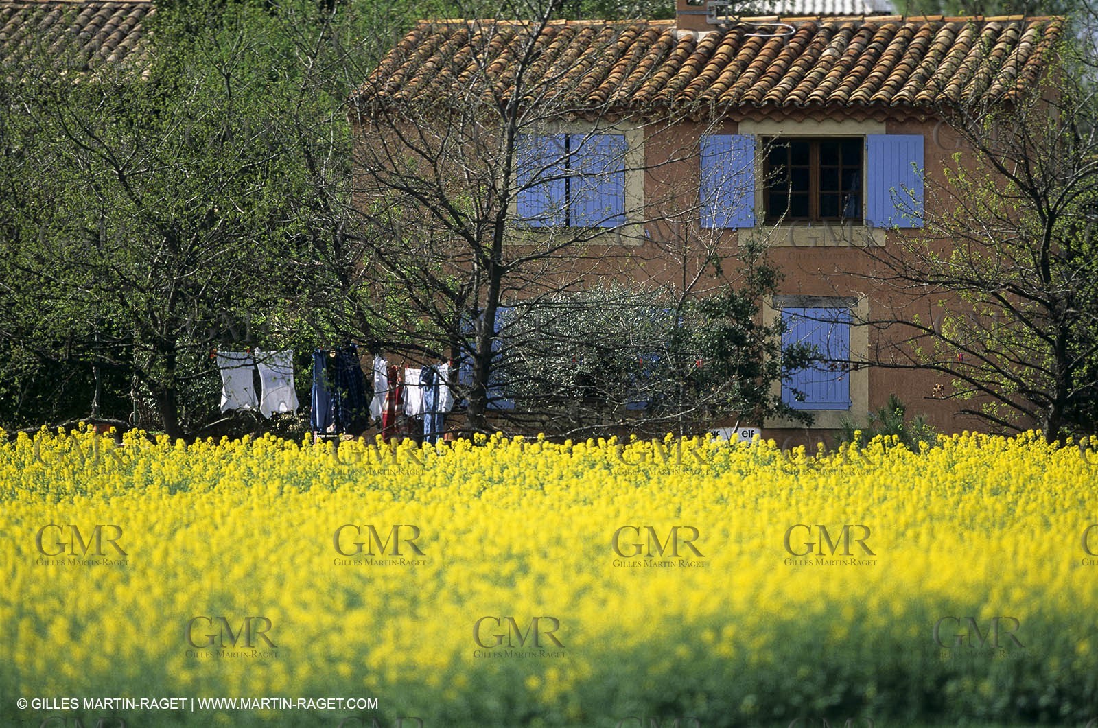 Alpilles (FRA,13), Rape fields