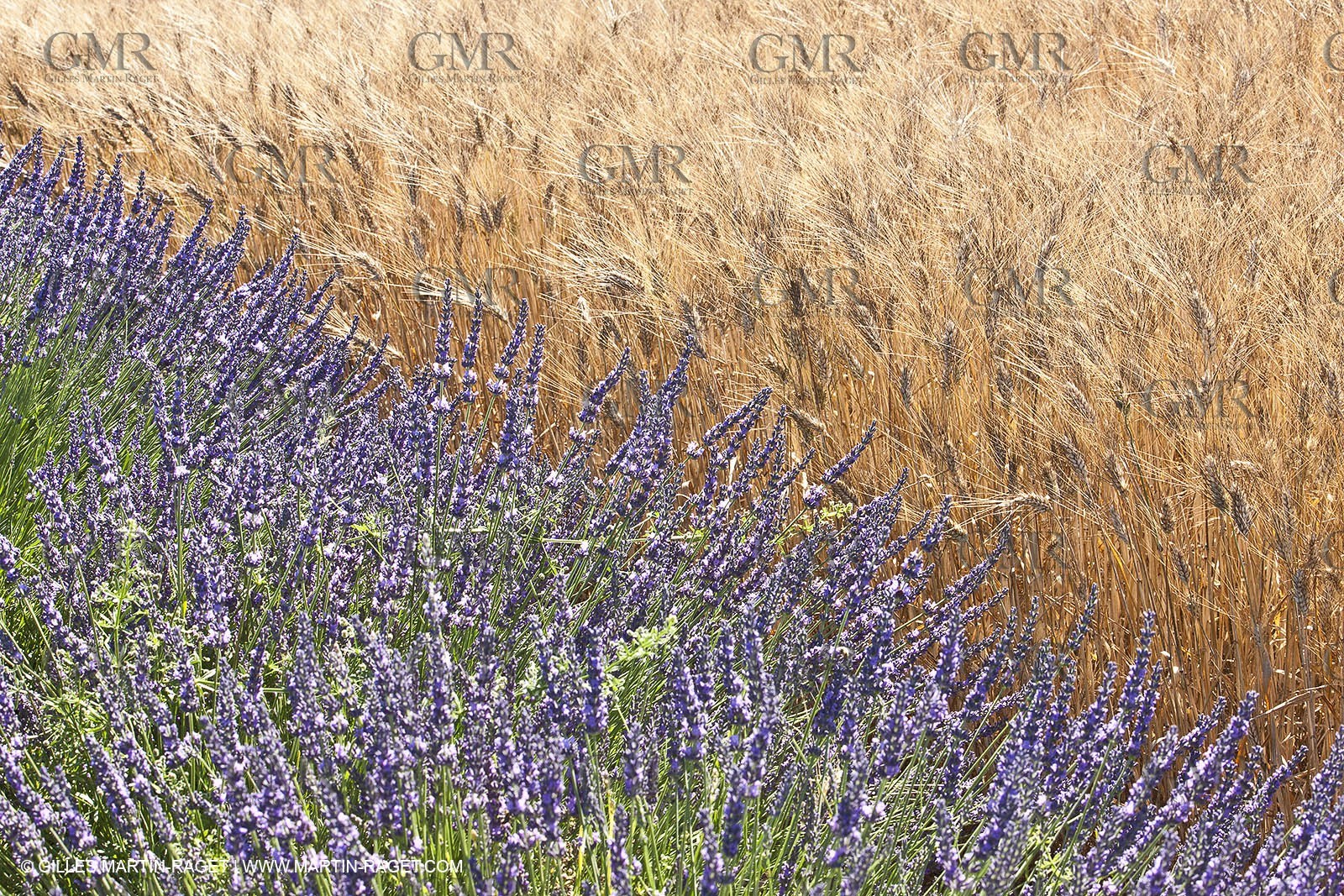 27 06 2011 - Valensole (FRA, 04) - Lavander fields