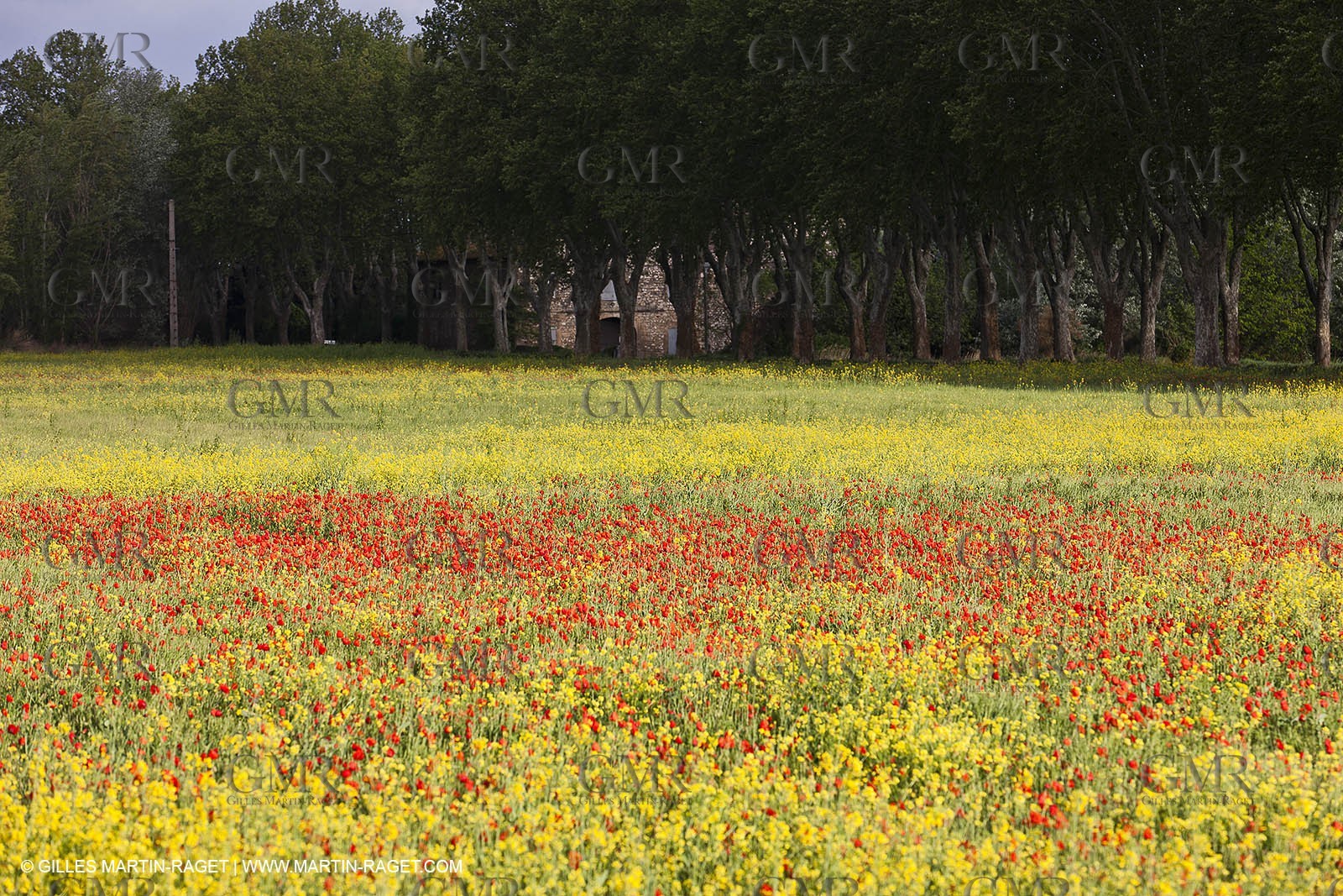 29 04 2012 ( Saint Rémy de Provence (FRA, 13) - Chaîne des Alpilles vers Romanin
