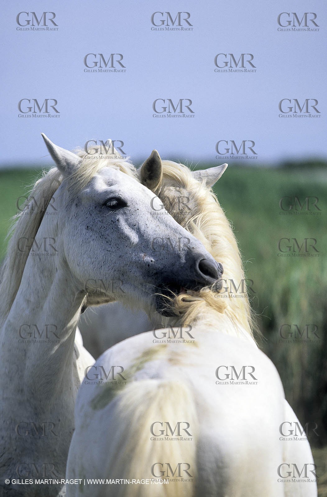 Camargue horses