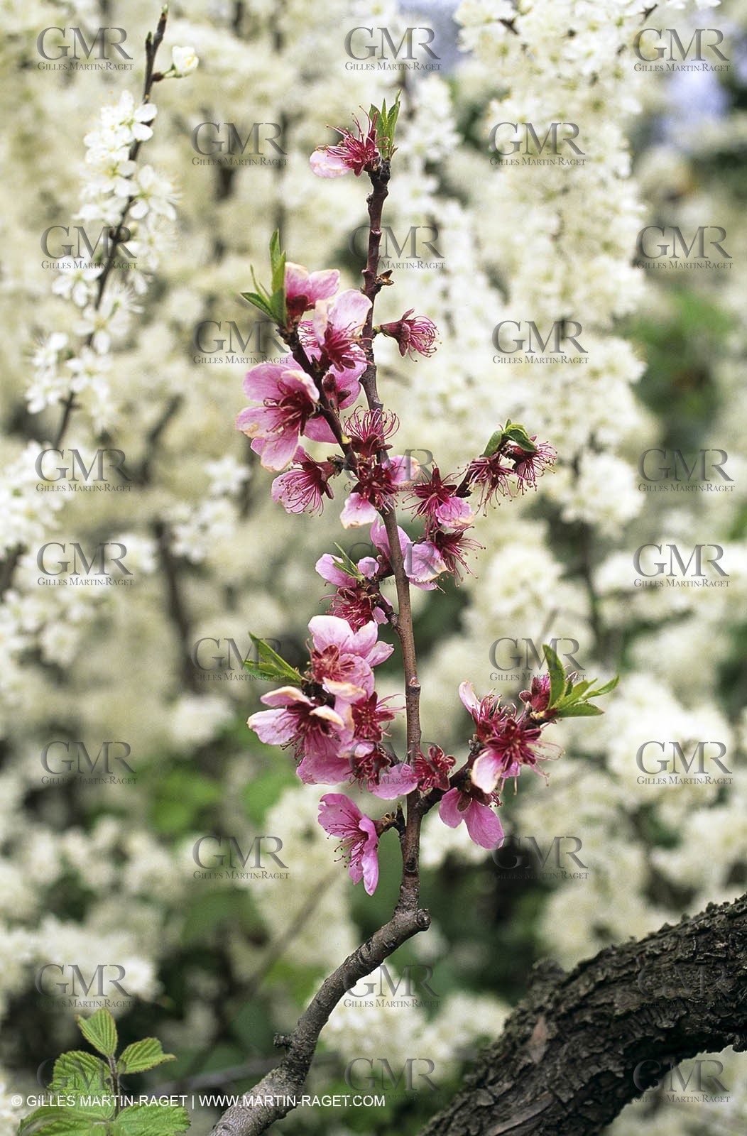 Luberon, Vaucluse (FRA,84) - Fruit trees blooming