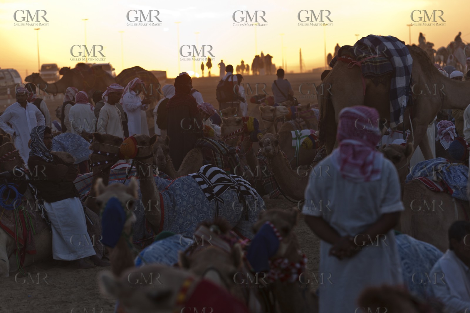 20 11 2010 - Dubai (UAE) - Camel races