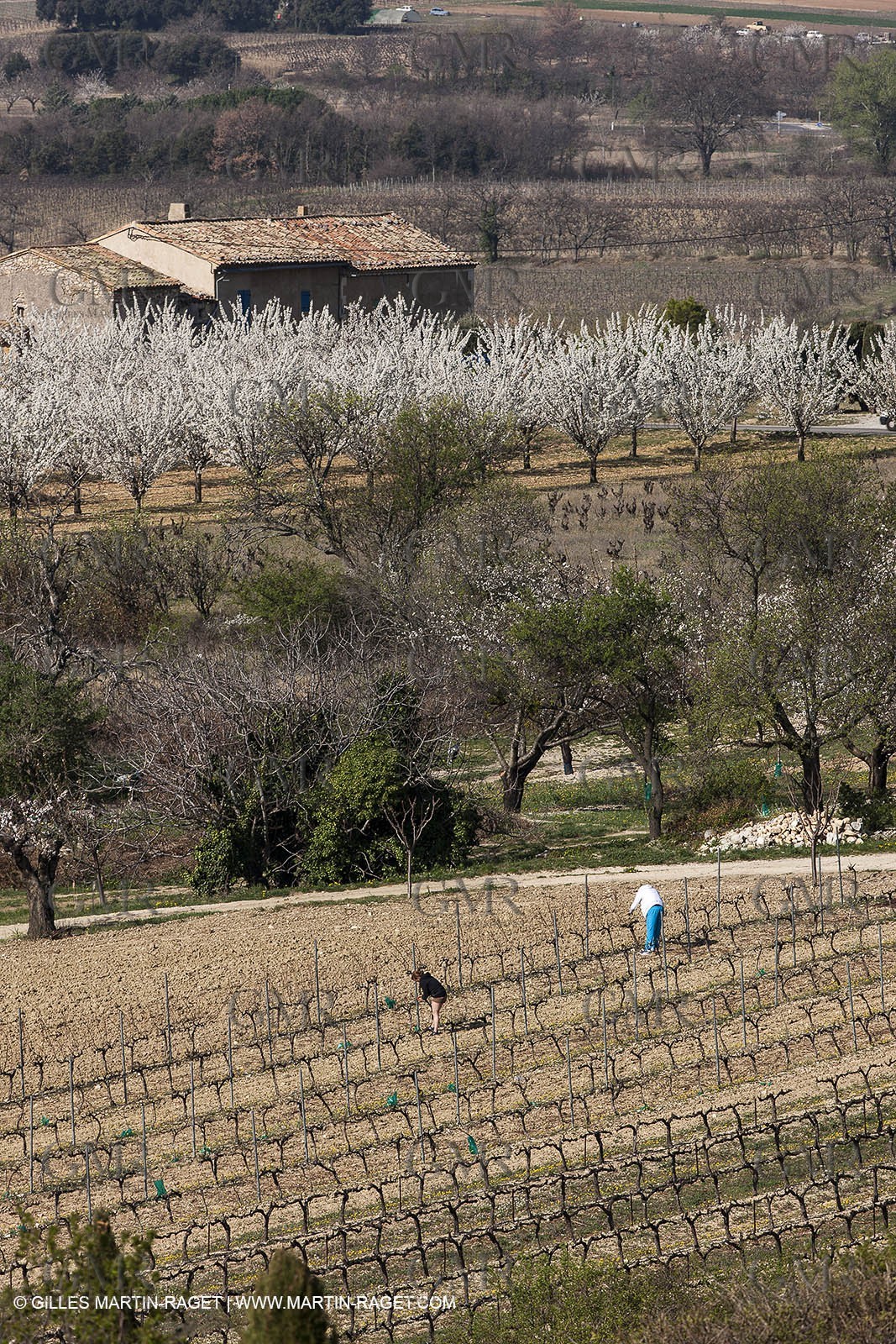 March 30th 2012 - Saint Saturnin les Apt (FRA, 84) - blooming cherry trees