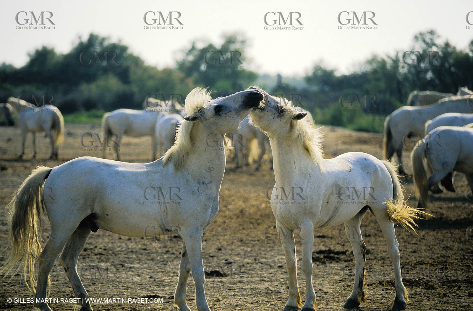 2000-2010- Arles - Les Saintes Maries de la mer (FRA,13) - Chevaux race Camargue