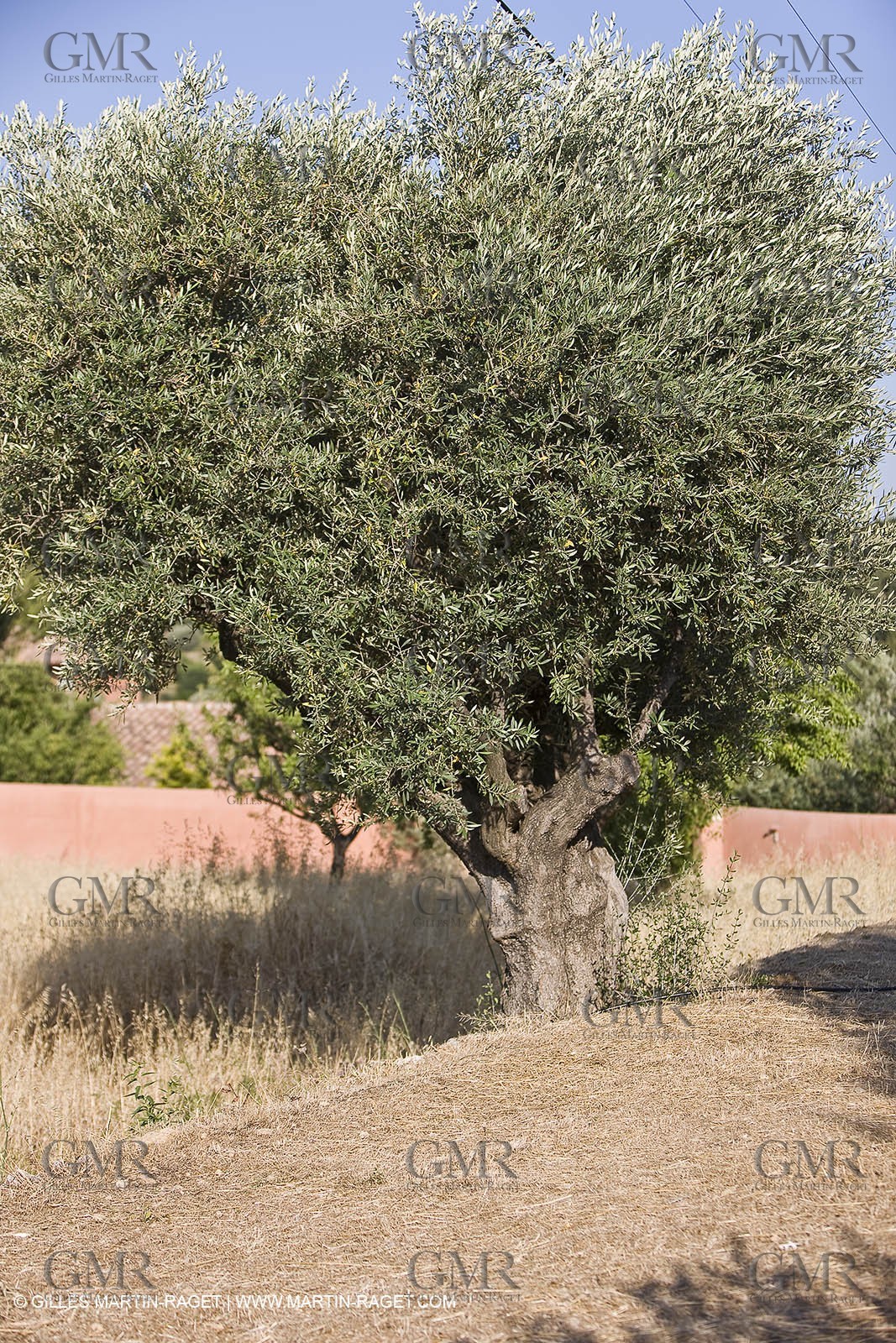 26 06 09 - Sanary sur mer (FRA,83)