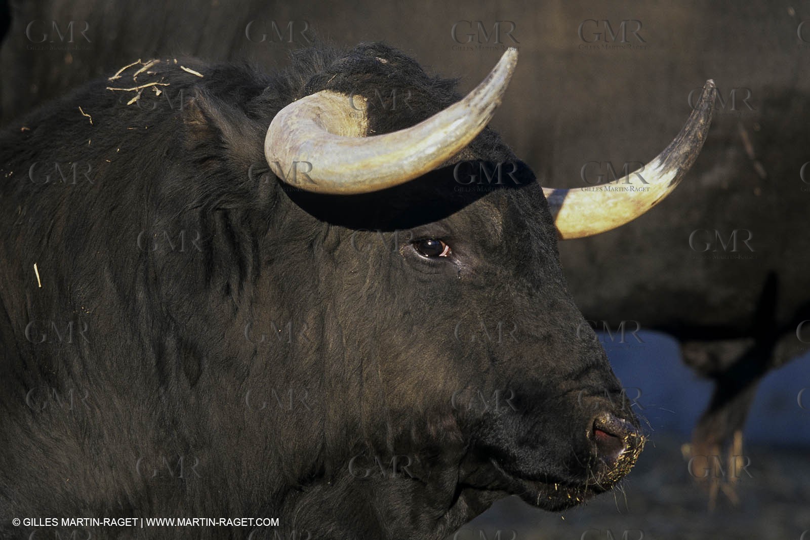 Arles (FRA,13) - Bullfight