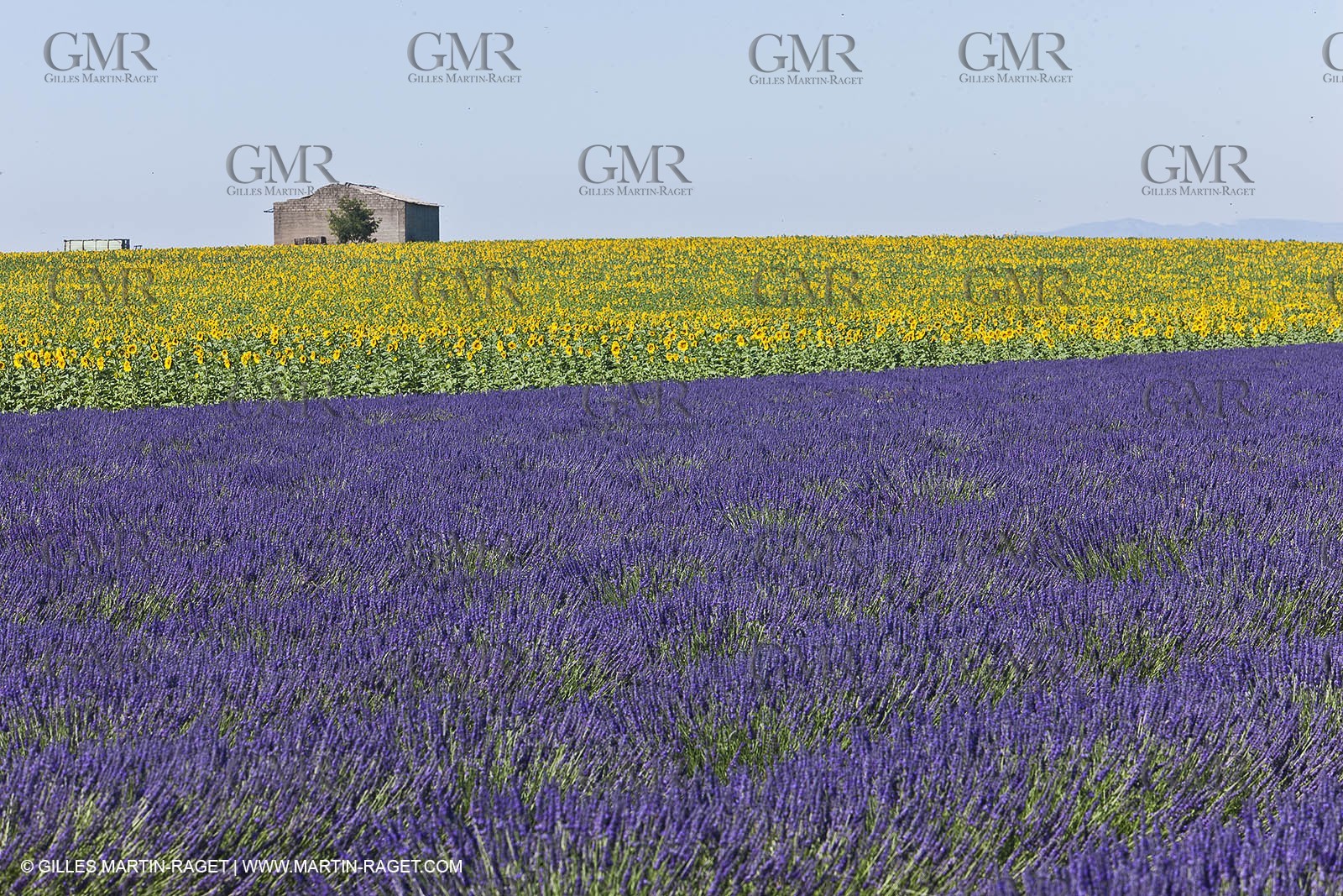27 06 2011 - Valensole (FRA, 04) - Lavander fields