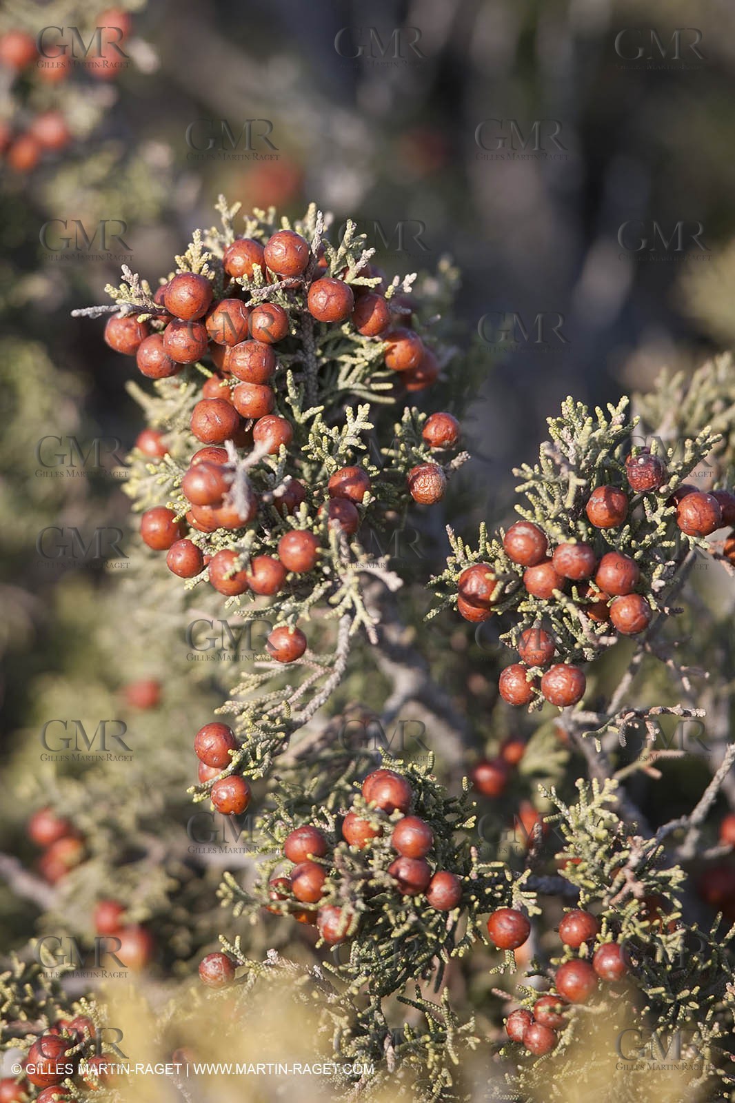 10 09 2009 - Marseille (FRA, 13) - Les Calanques - Massif de Marseilleveyre - Genévrier