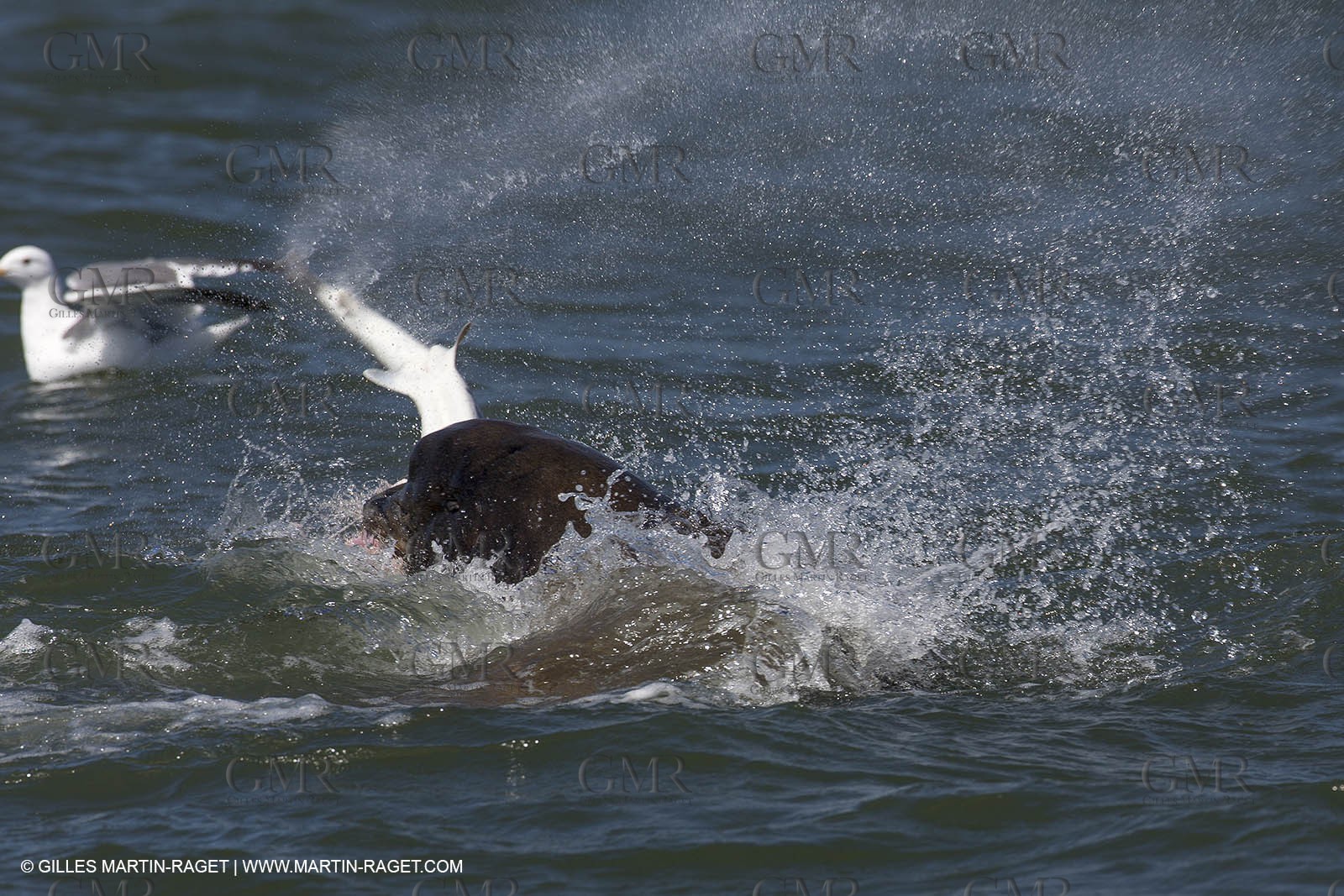 19 09 2013 - San Francisco (USA,CA) - 34th America's Cup - Final Match - Racing Day 9.