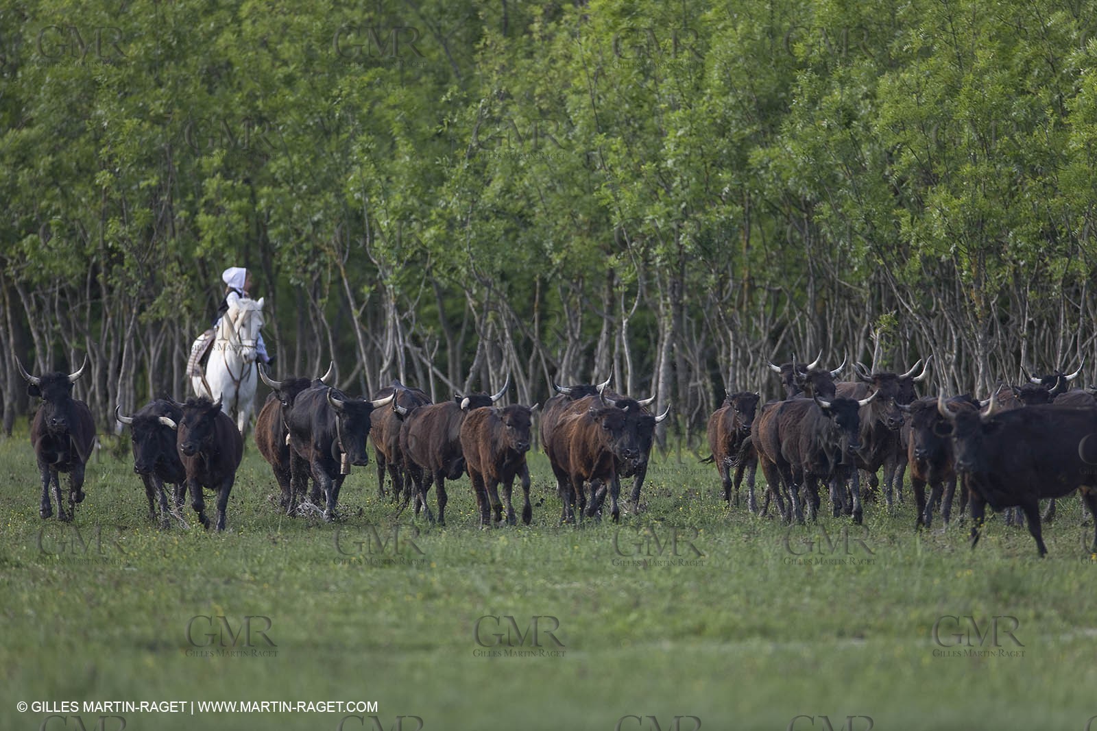 07 05 2008 - Le Cailar (FRA,30) - Stock work at Mas du Pont de Laute domain