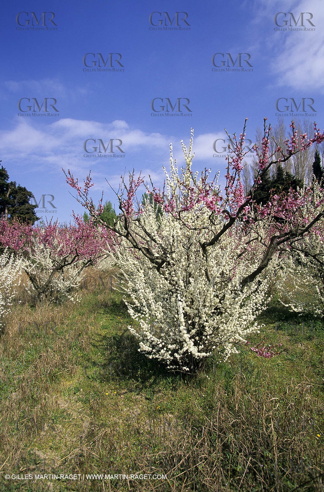 Luberon, Vaucluse (FRA,84) - Fruit trees blooming