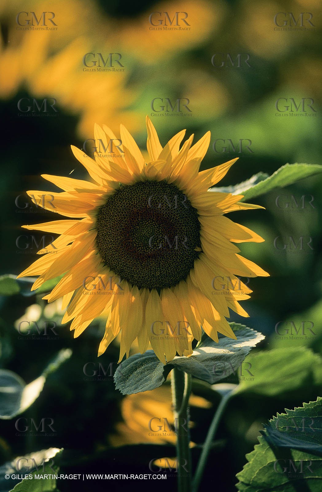 Luberon (FRA,84), Sunflower fields