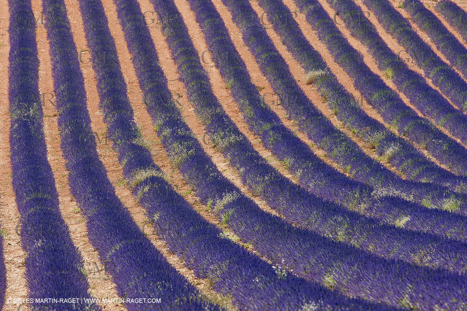 27 06 2011 - Puimichel (FRA, 04) - Lavander fields
