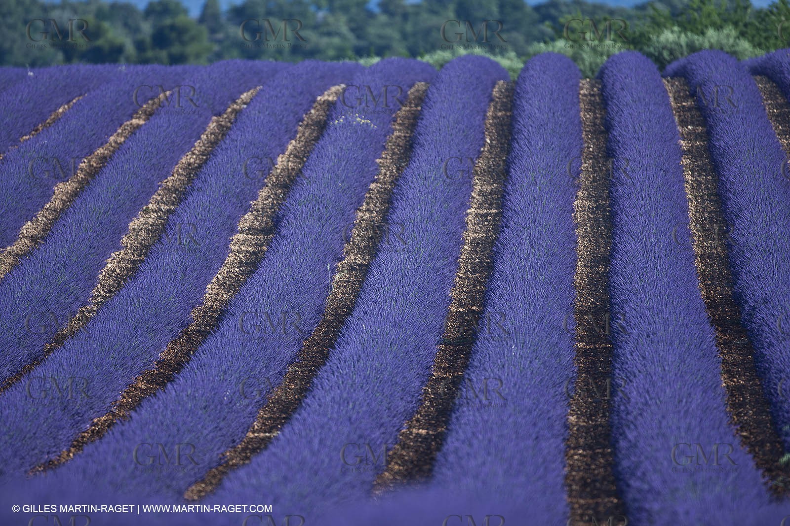 27 06 2011 - Valensole (FRA, 04) - Lavander fields