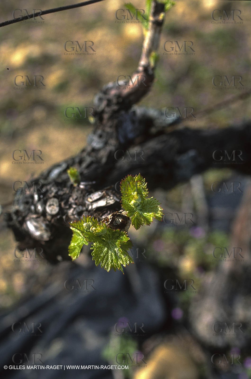 Provence, Harvest time