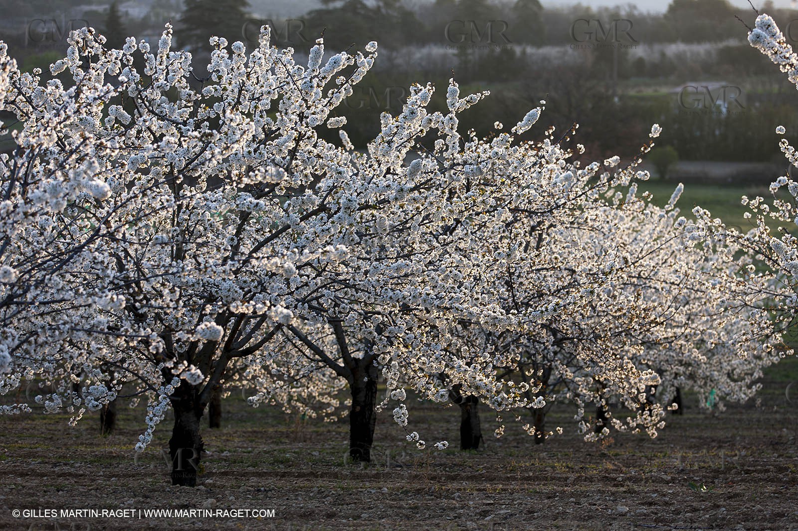 March 30th 2012 - Saint Saturnin les Apt (FRA, 84) - blooming cherry trees
