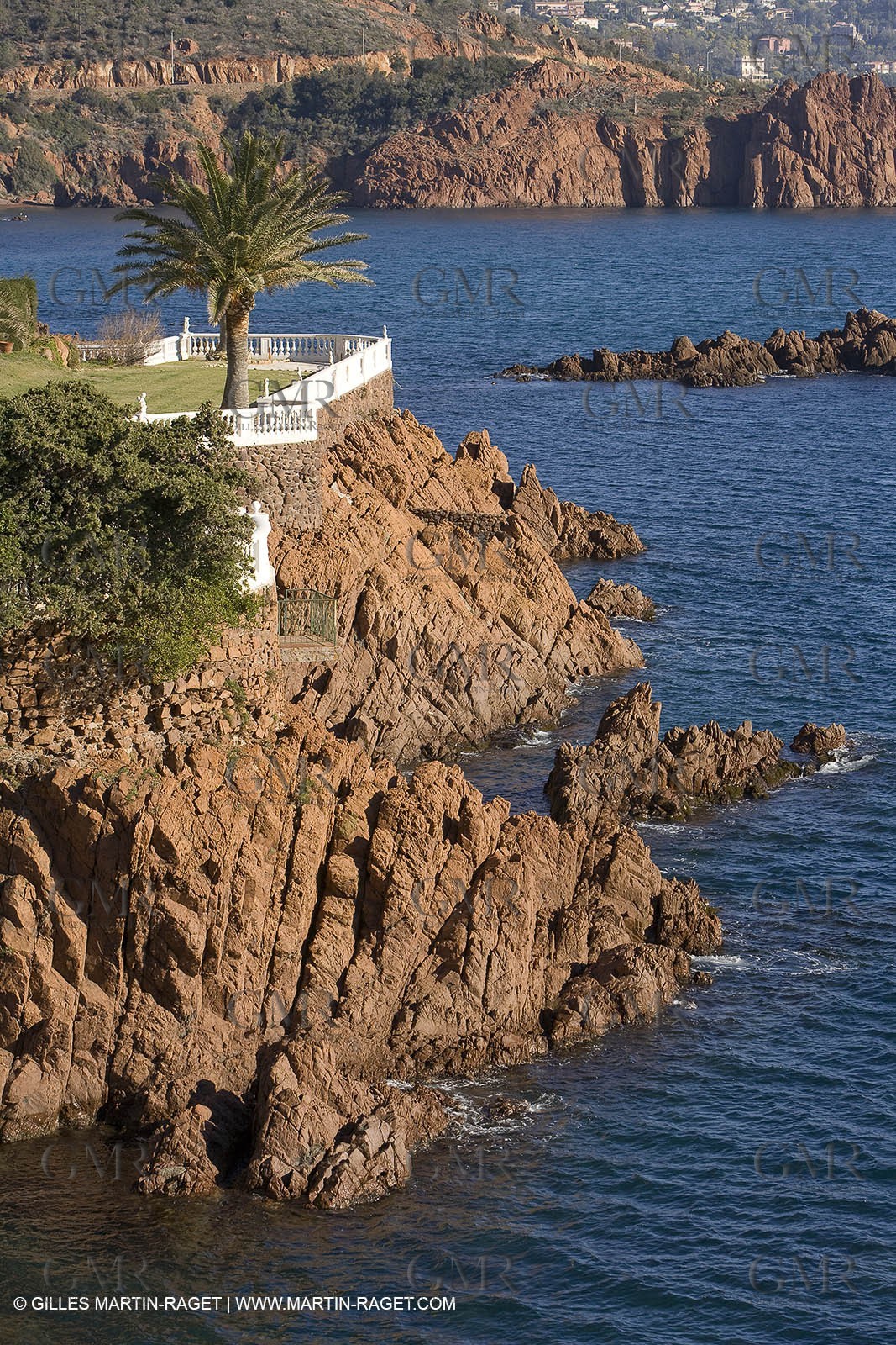 06 02 2008 - Théoule sur mer (FRA, 06) - Mimoses in full flower