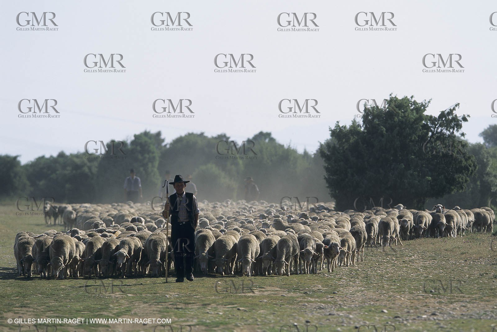 France, Provence, Moutons, bergers, élevage, transhumance