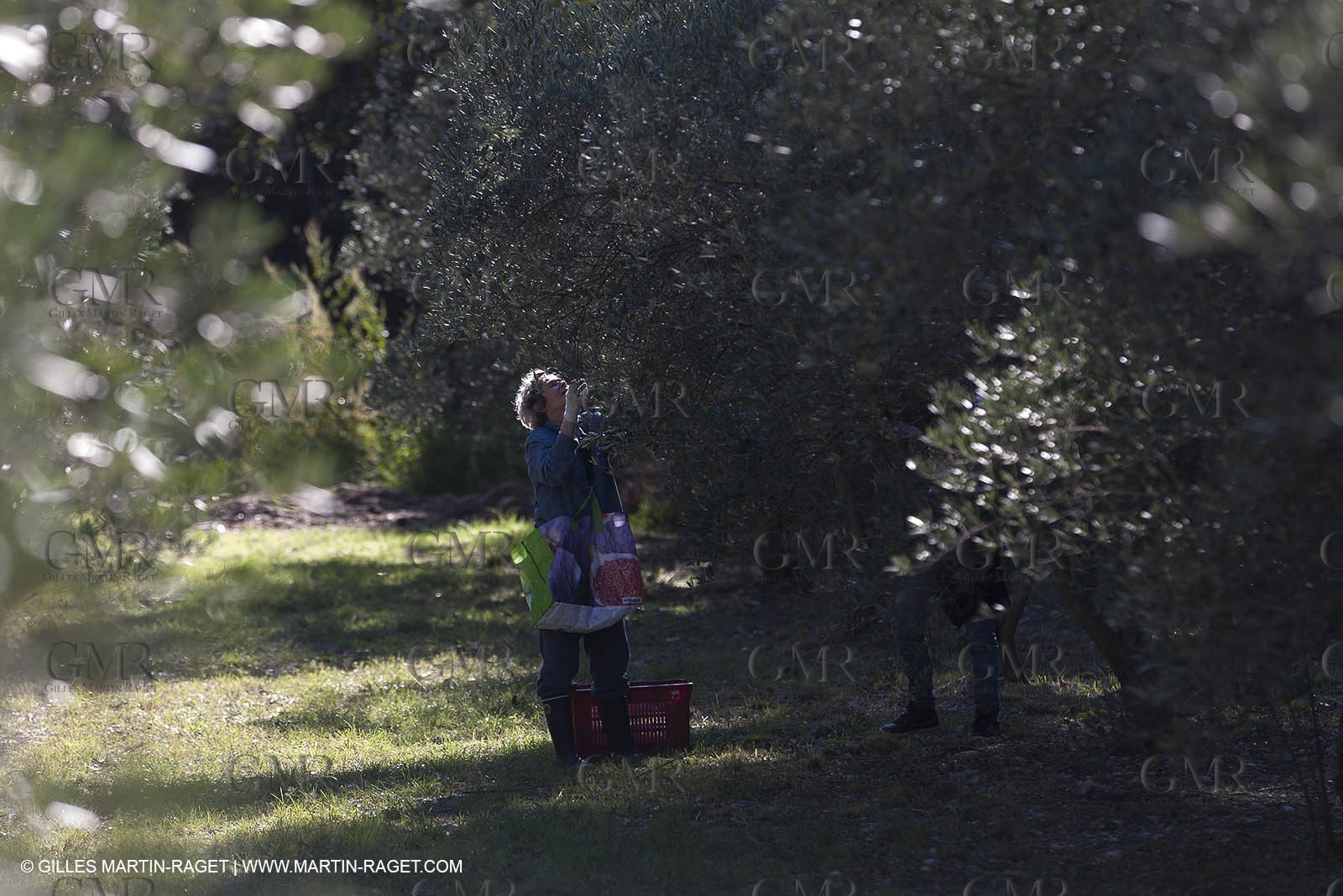 7 11 2012 - Saint Etienne du Grès (FRA,13, Alpilles) Olive harvest at Vallon Raget