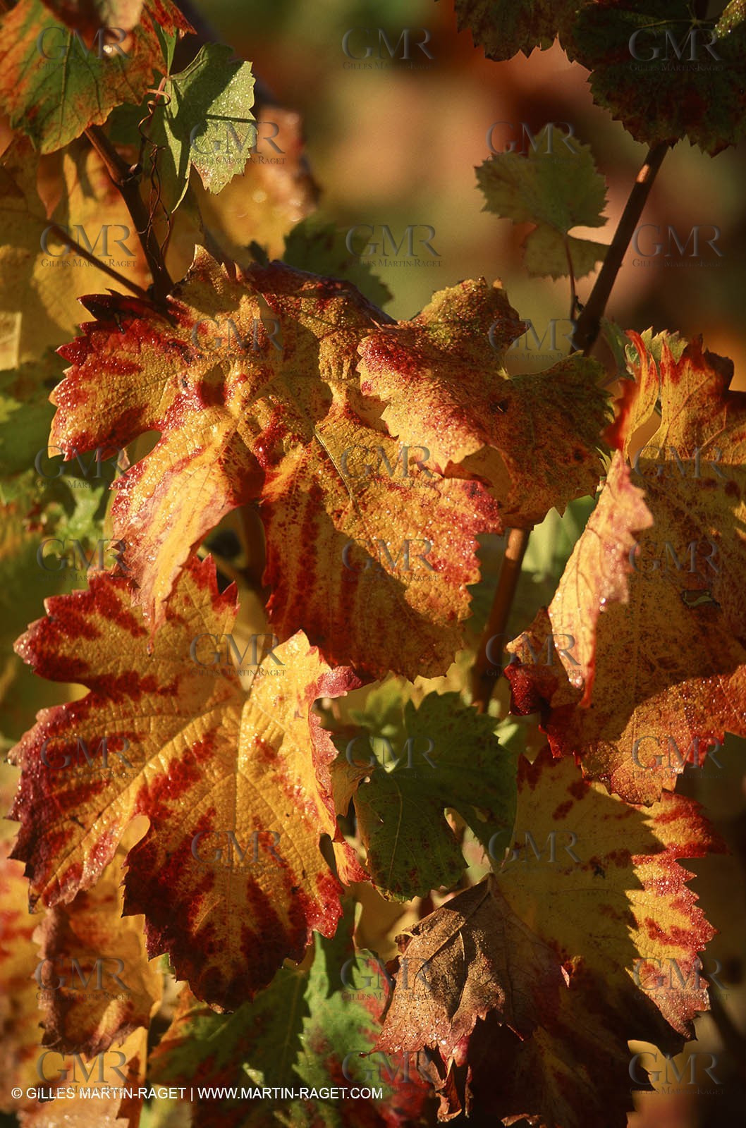 Provence, Harvest time