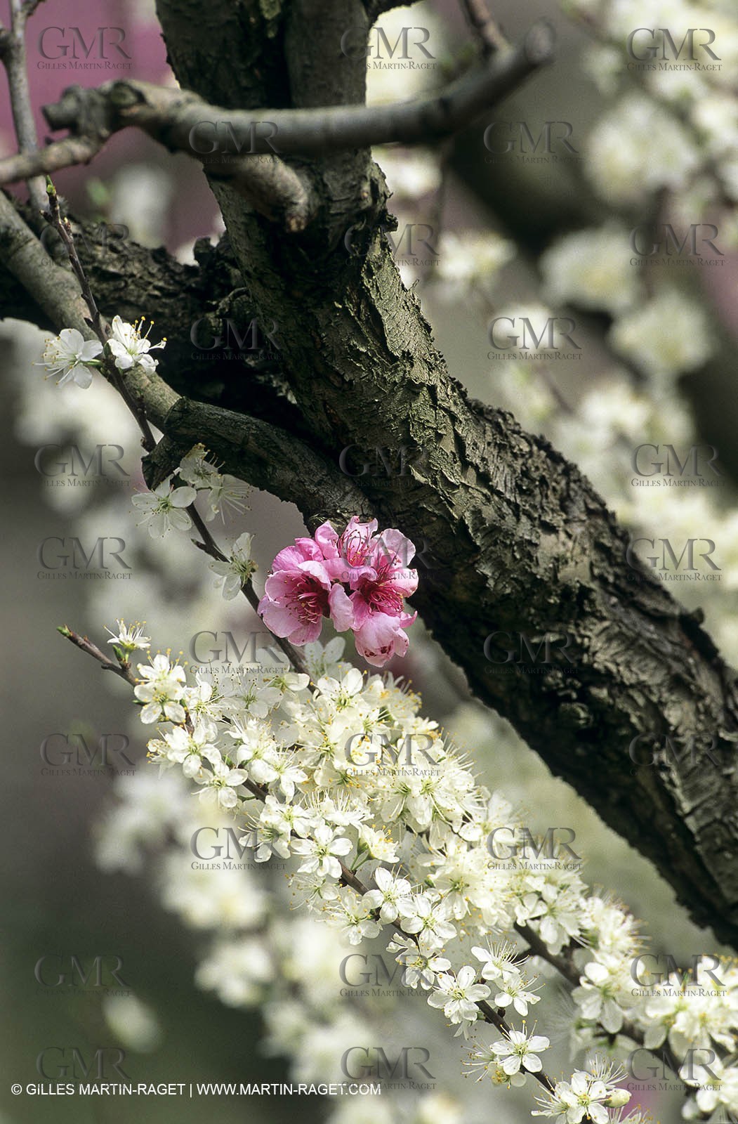 Luberon, Vaucluse (FRA,84) - Fruit trees blooming