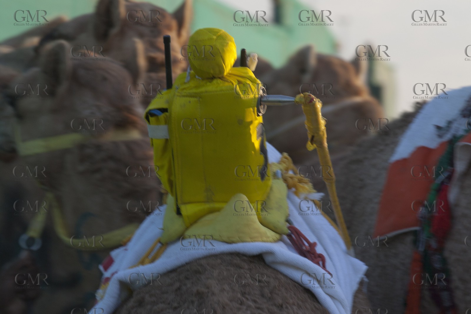 20 11 2010 - Dubai (UAE) - Camel races