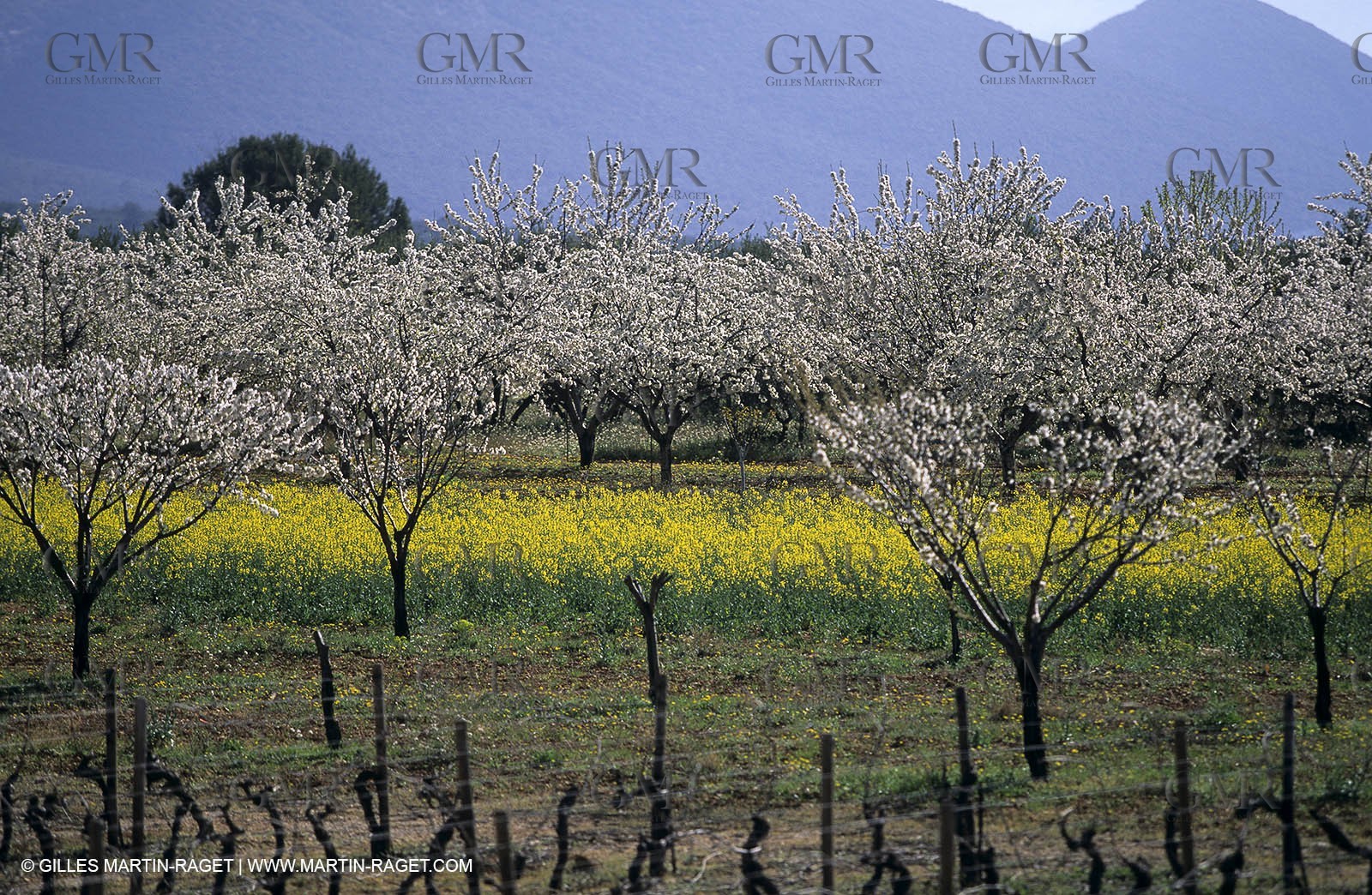 FLEURS0226.jpg
