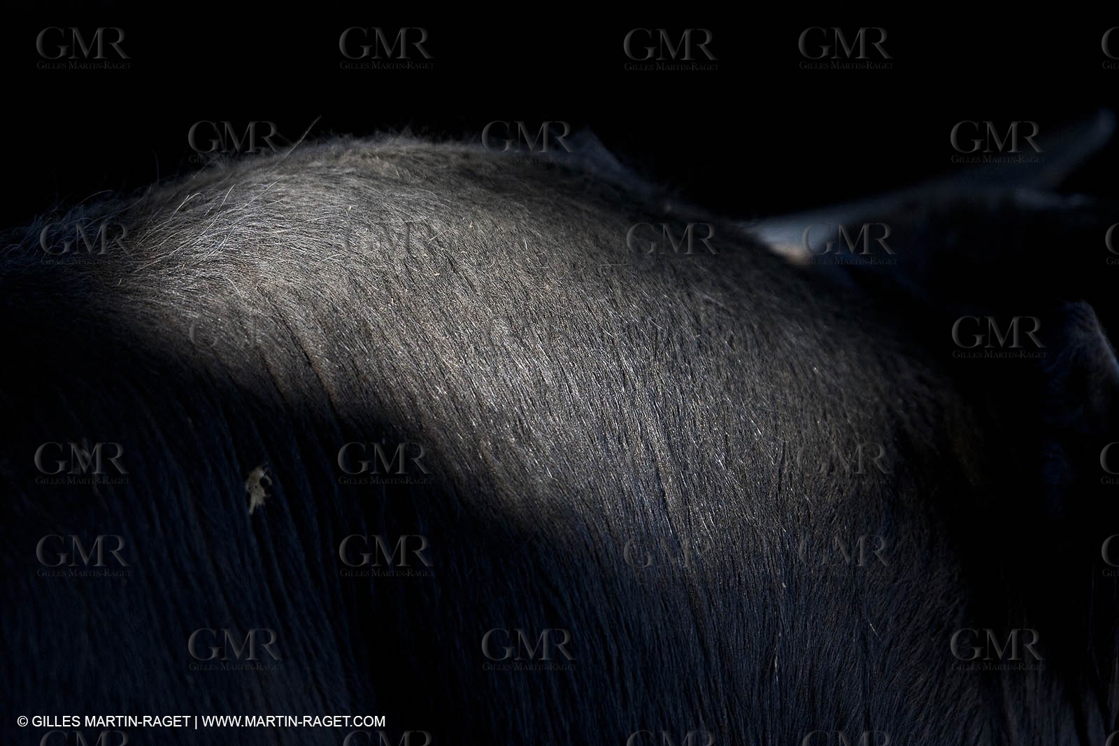 19 04 2011 - Arles (FRA,13) - Toros de la Feria de Pâques 2011