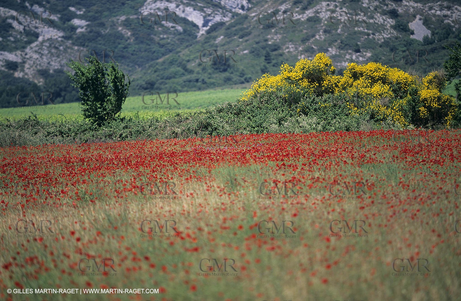 2000-2010- Les Alpilles (FRA,13) - Poppy fields