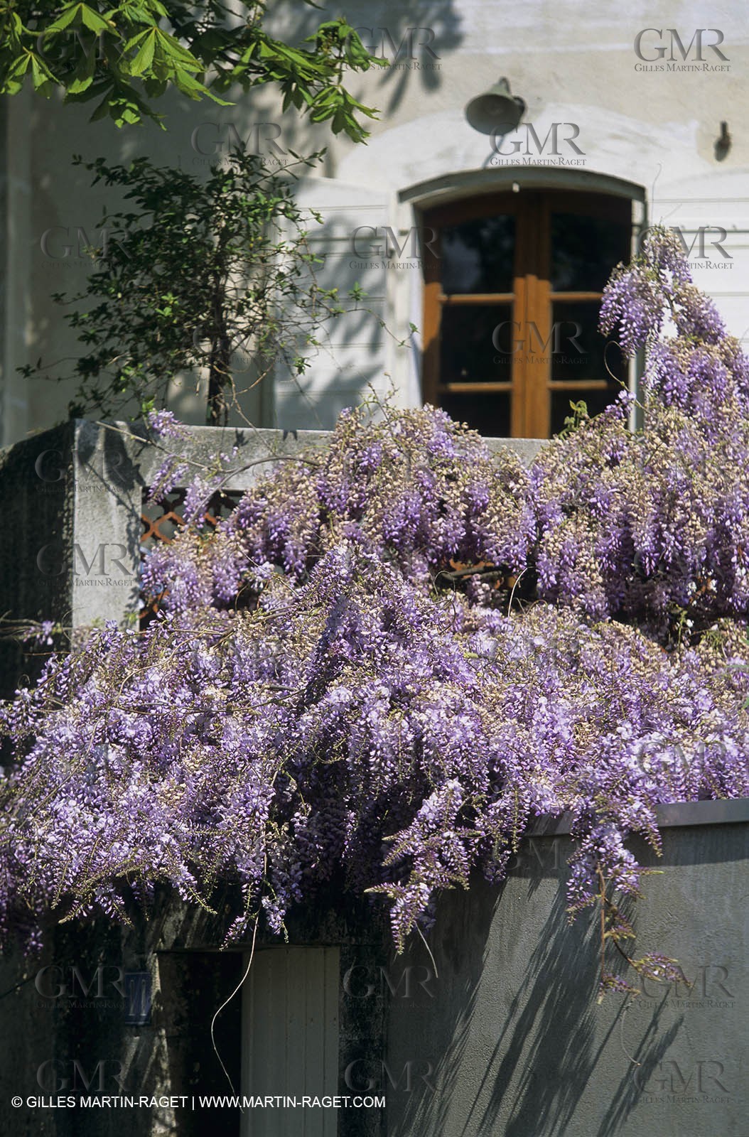 Les Alpilles, Saint Rémy de Provence, (FRA,13) - Glycine in Saint Rémy de Provence