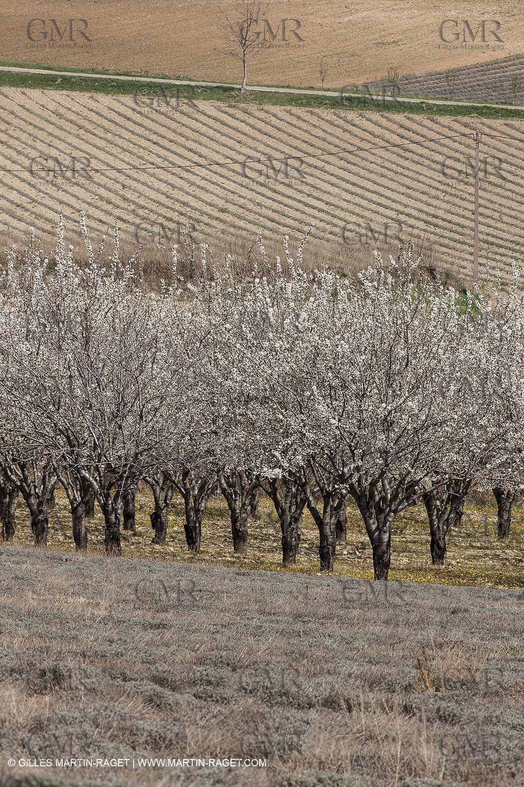 March 30th 2012 - Saint Saturnin les Apt (FRA, 84) - blooming cherry trees