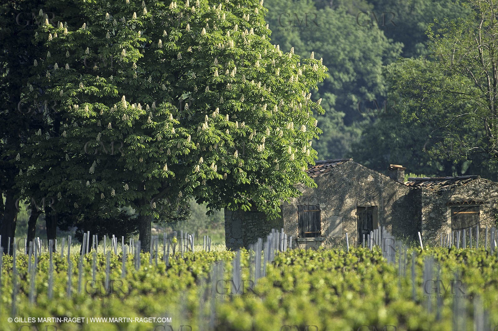 Luberon (Fra,84) - Vineyards cants