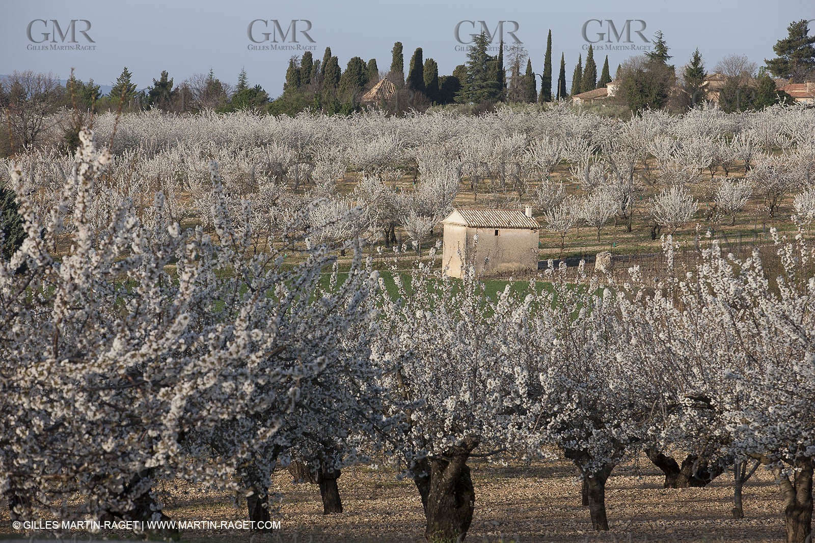 March 30th 2012 - Saint Saturnin les Apt (FRA, 84) - blooming cherry trees