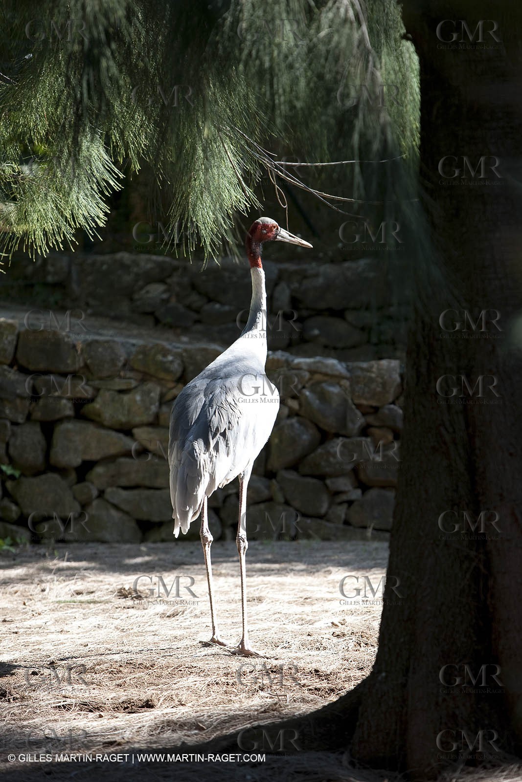 28 07 2009 - Sanary sur mer (FRA,83) - Zoo - Exotic garden