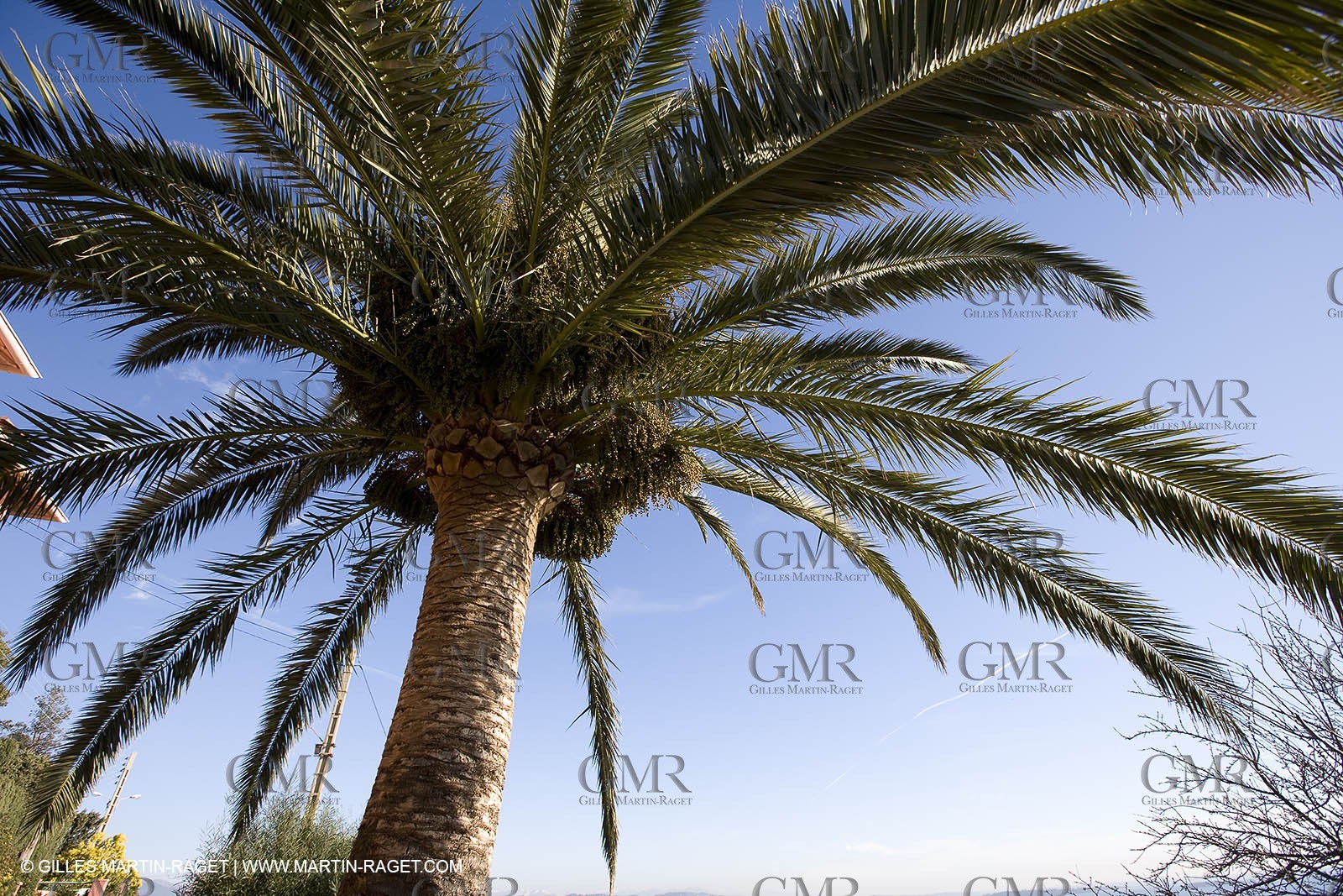06 02 2008 - Théoule sur mer (FRA, 06) - Mimoses in full flower