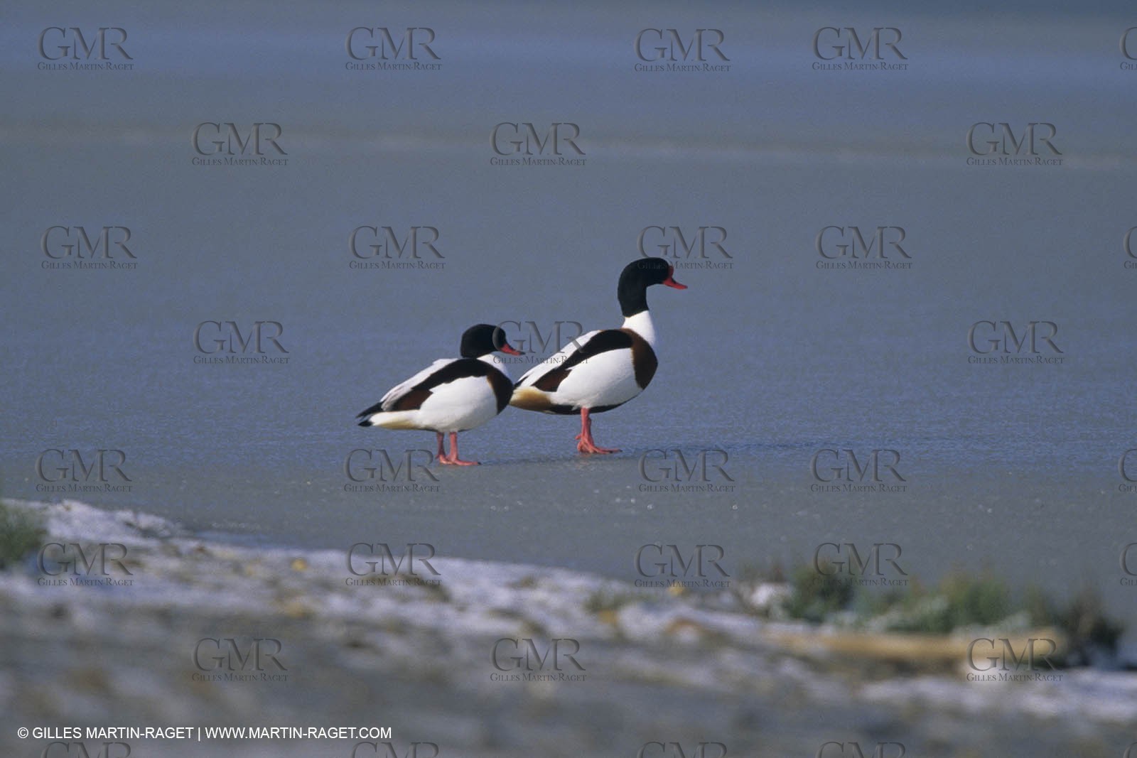 Provence under snow - Camargue
