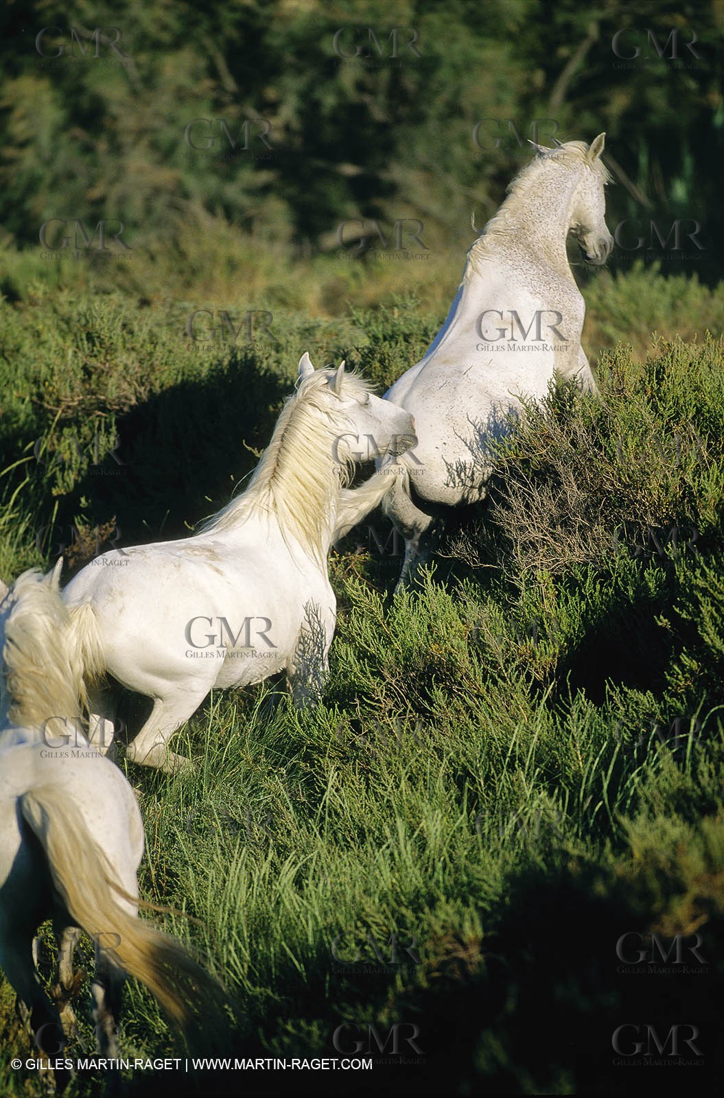 2000-2010- Arles - Les Saintes Maries de la mer (FRA,13) - Camargue horses