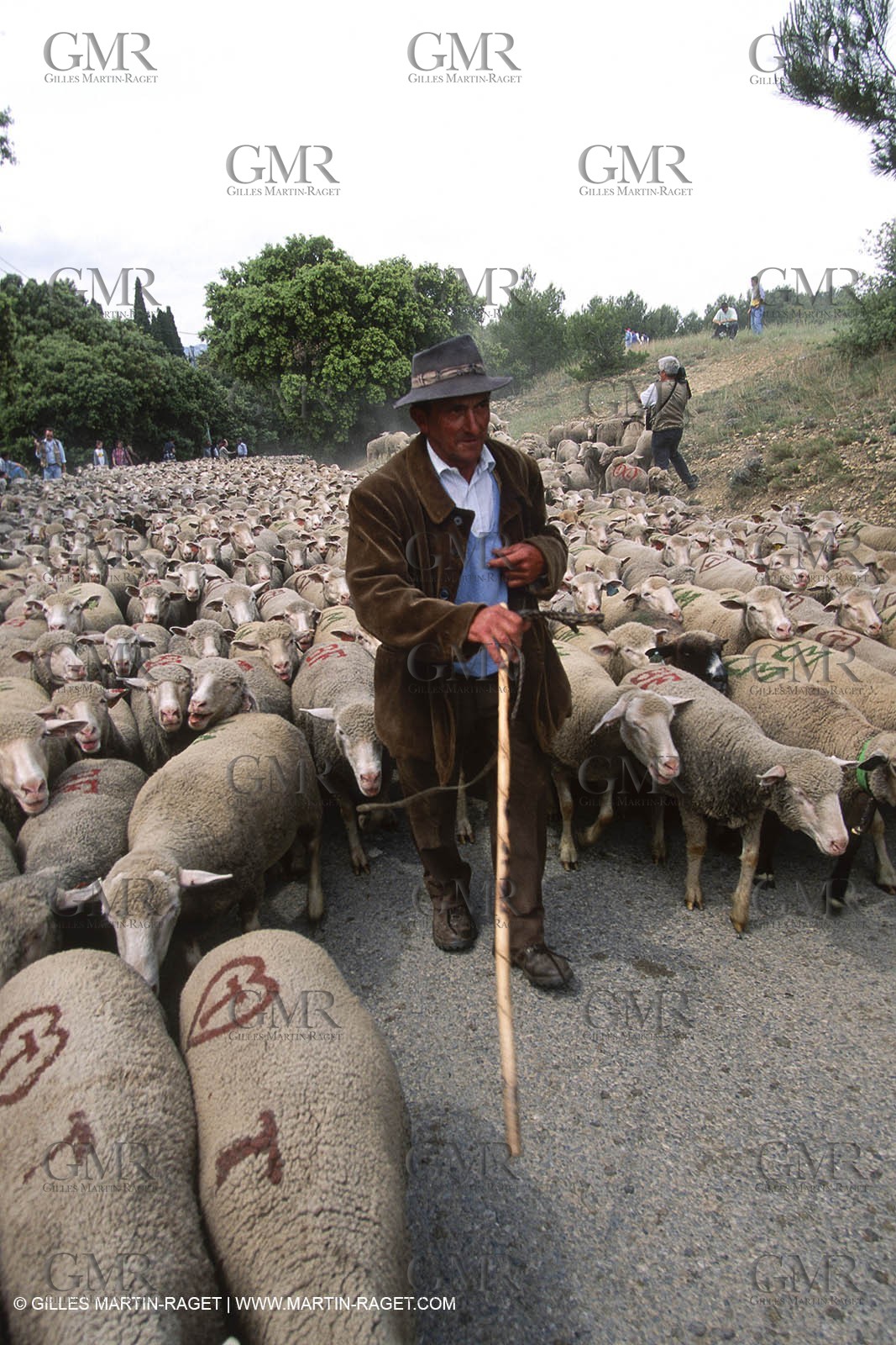 Saint Rémy de Provence (FRA,13) - Sheep stocks migration Fest