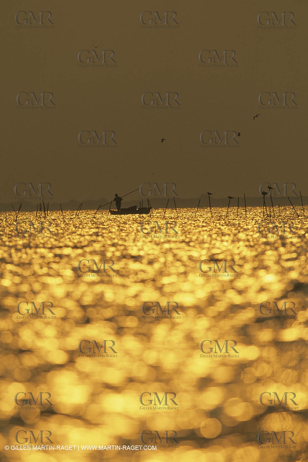 France, Provence, Camargue